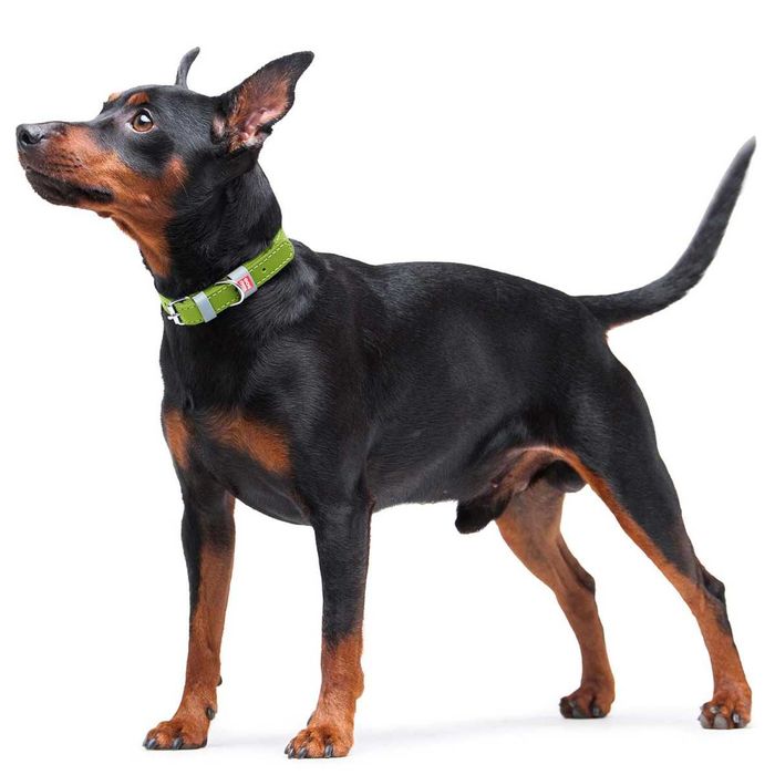 NOVO - Trela em Pele WAUDOG Classic