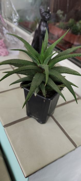 Сикуленти: кактуси хавортії