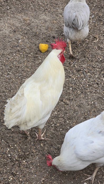 Macho azur ovos azuis