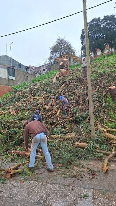 Corte árvores por Escalada e plataforma