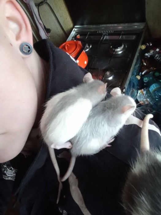 Продаю Щюрів (Крысы Декоратывни)