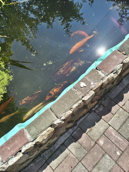 Karp koi kolorowe