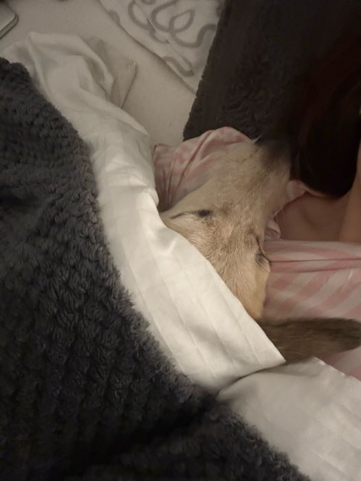 Roczna suczka do oddania