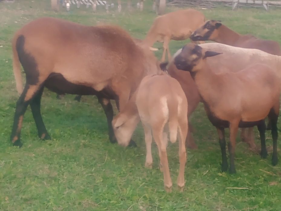 Sprzedam Tryki Barbados 5-cio miesięczne.