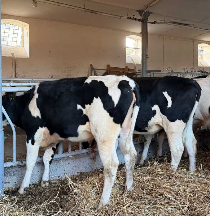 Jałówki hodowlane niemieckie