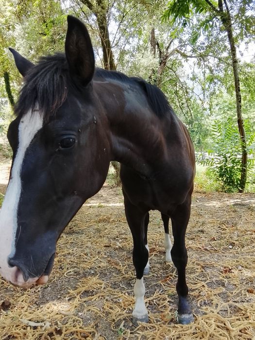 Poldro Lusitano Preto