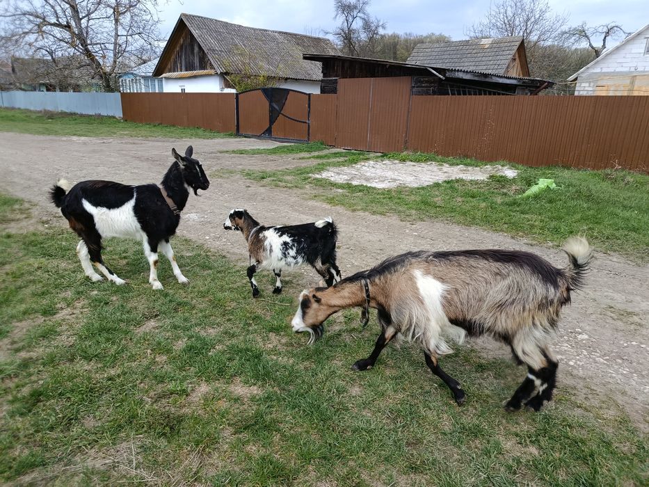 Продам козу ламанчі