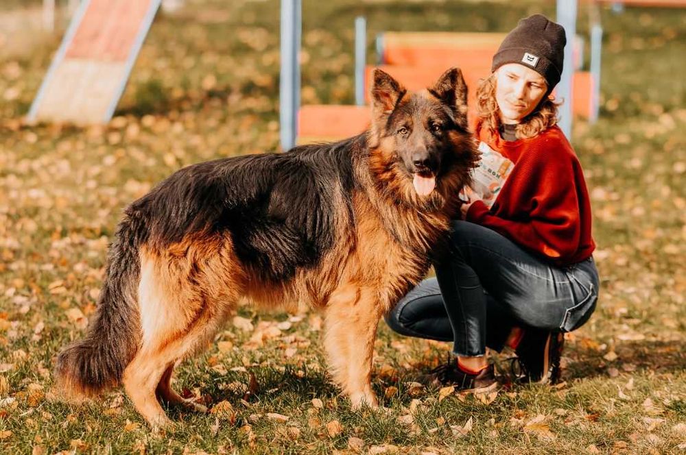 Przepiękny 2-letni Mezo w typie owczarka niemieckiego szuka domu!!!