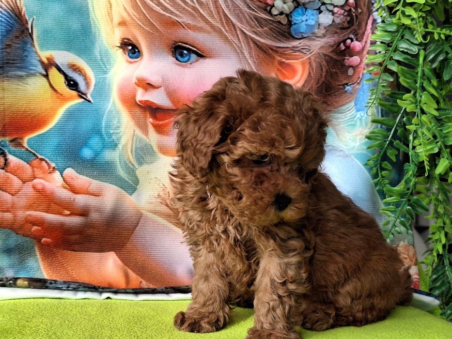 Cavapoo szczeniaczek Red brown z certyfikatem