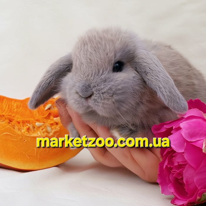 Мини кролики карликові карликовий карликовый,mini lop,висловухий баран