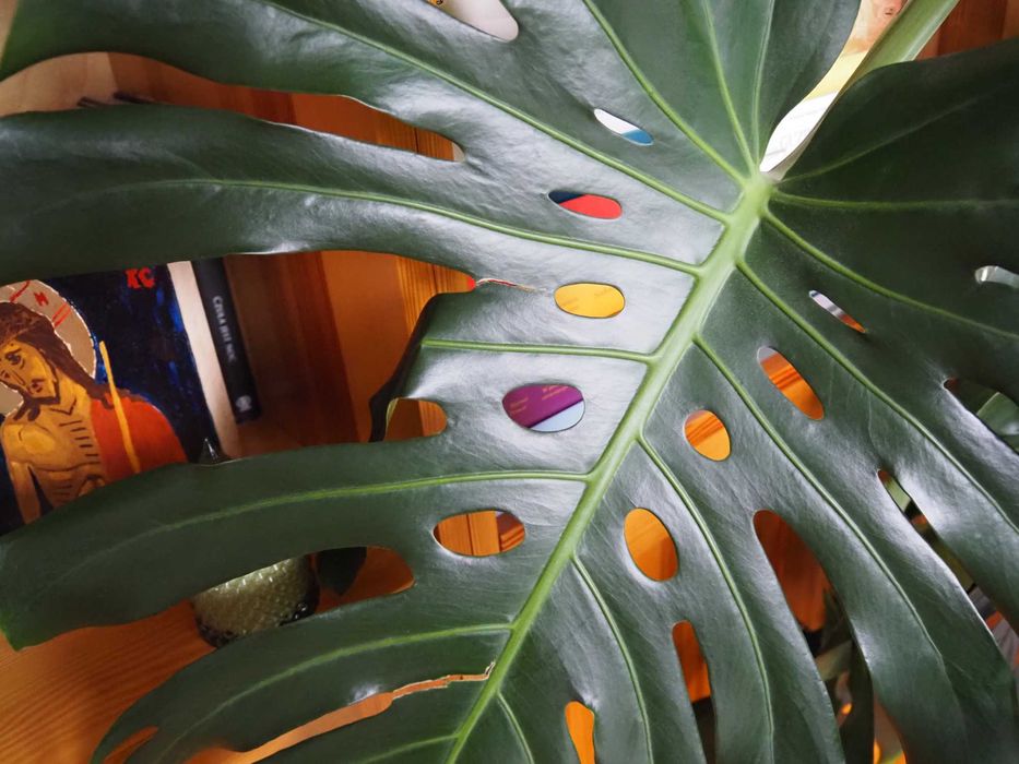 Duża Piękna Monstera 140cm – Donica i Palik GRATIS