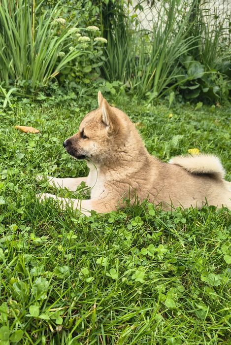 Shiba Inu piesek