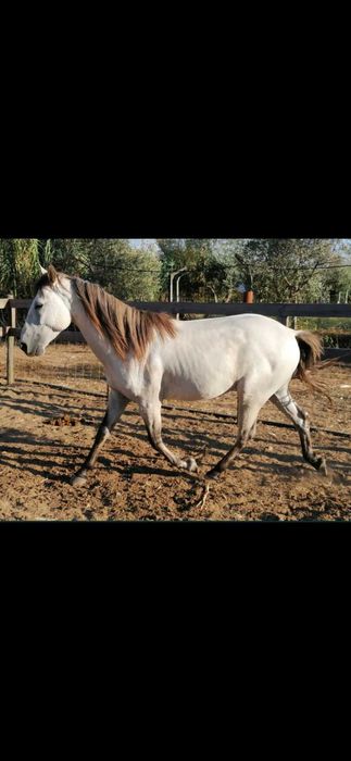 Cavalo cruzada lusitano/ sorraia