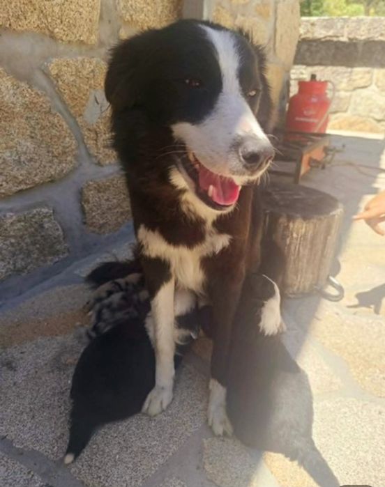 Border collie merle