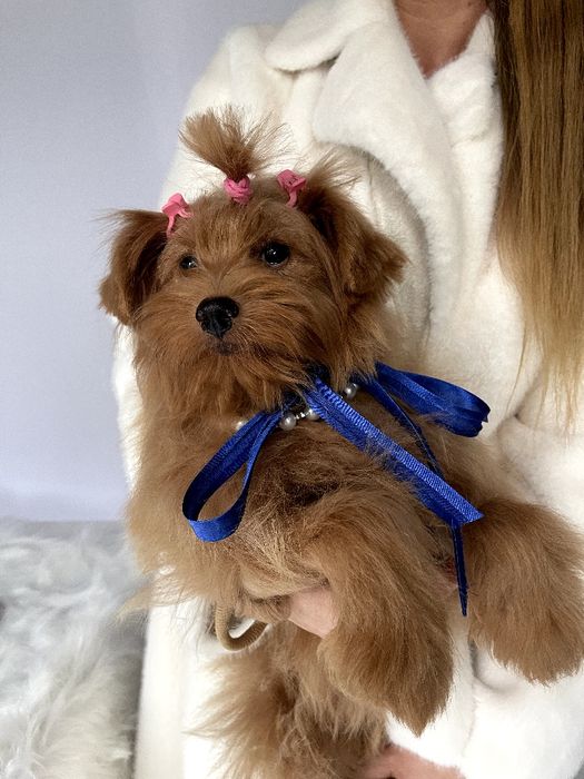 Помапу  чарівні крихітки чекають на вас