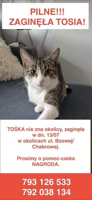 Zaginęła Tosia, kotka wychodząca.