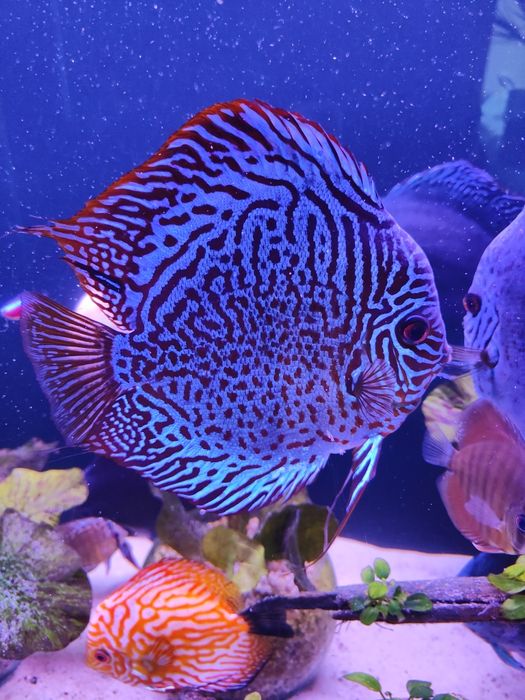 Dyskowce, paletki red cover, brąz, blue diamond 6 cm