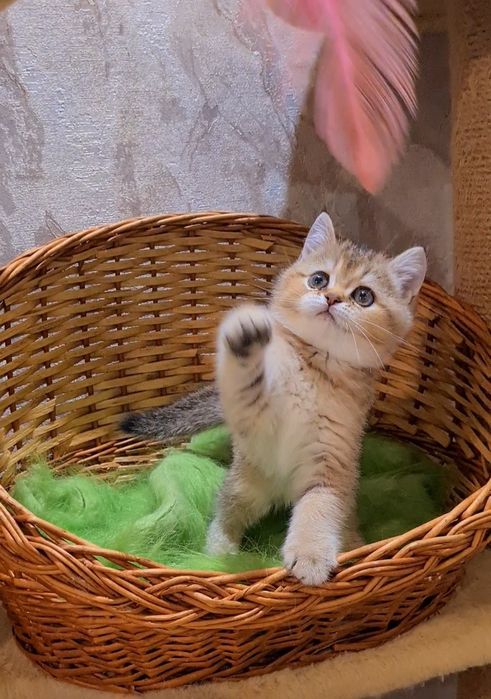 Гарний малюк очікує Вас!