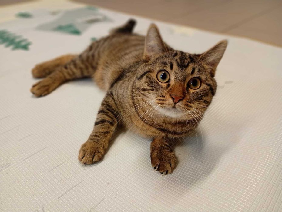 Myrciu- młody kocurek do adopcji