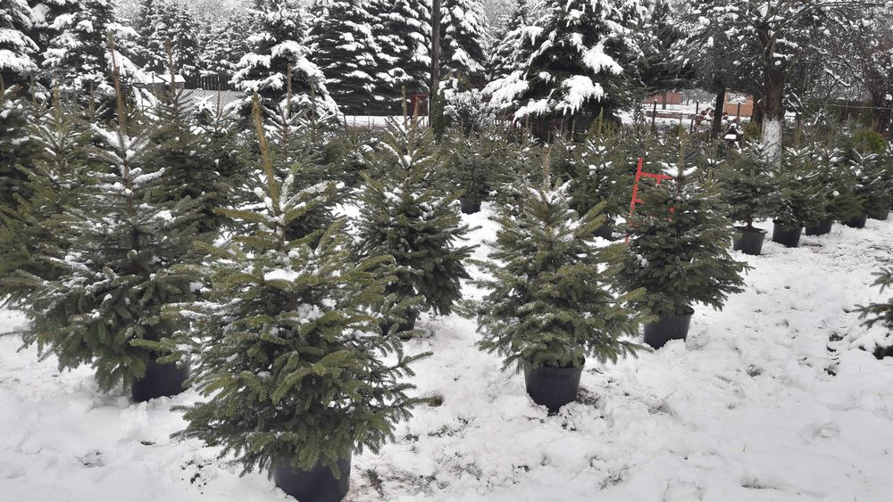 Choinka. Świerk srebrny w donicy na święta. Szkółka Terenin Zapraszamy