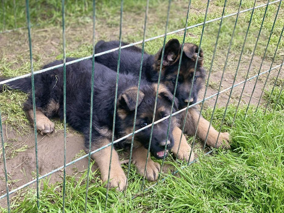 Малюки готові до переізду