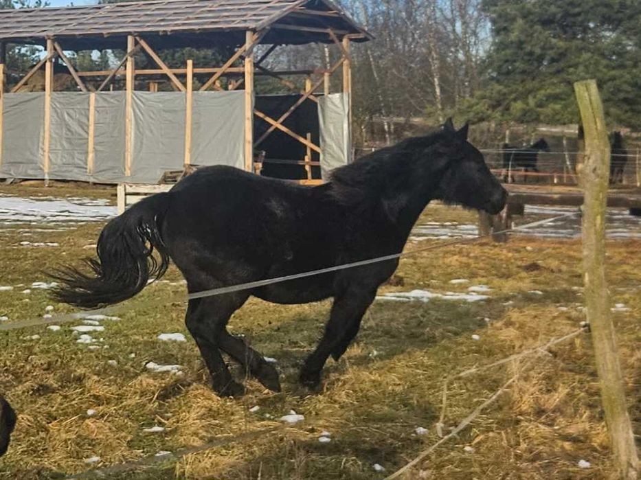 Koń, , 2-letnia Klacz obsługiwana przez dzieci