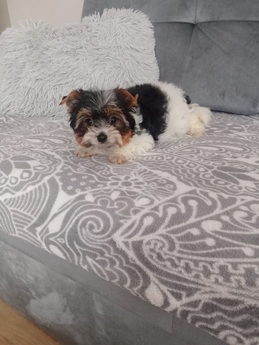 Yorkshire terrier biewer