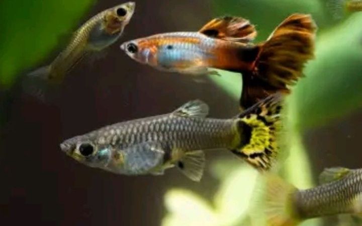 Рибки акваріумні