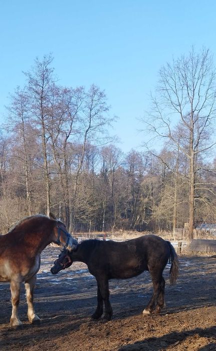 Sprzedam siwego ogierka zimnokrwistego
