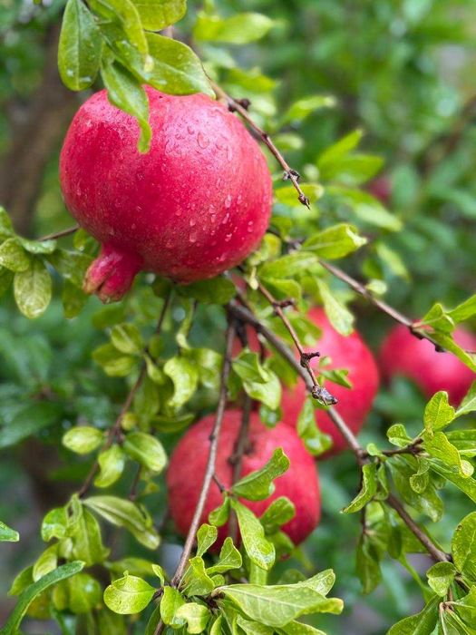 Саджанці гранату. Саженцы граната.