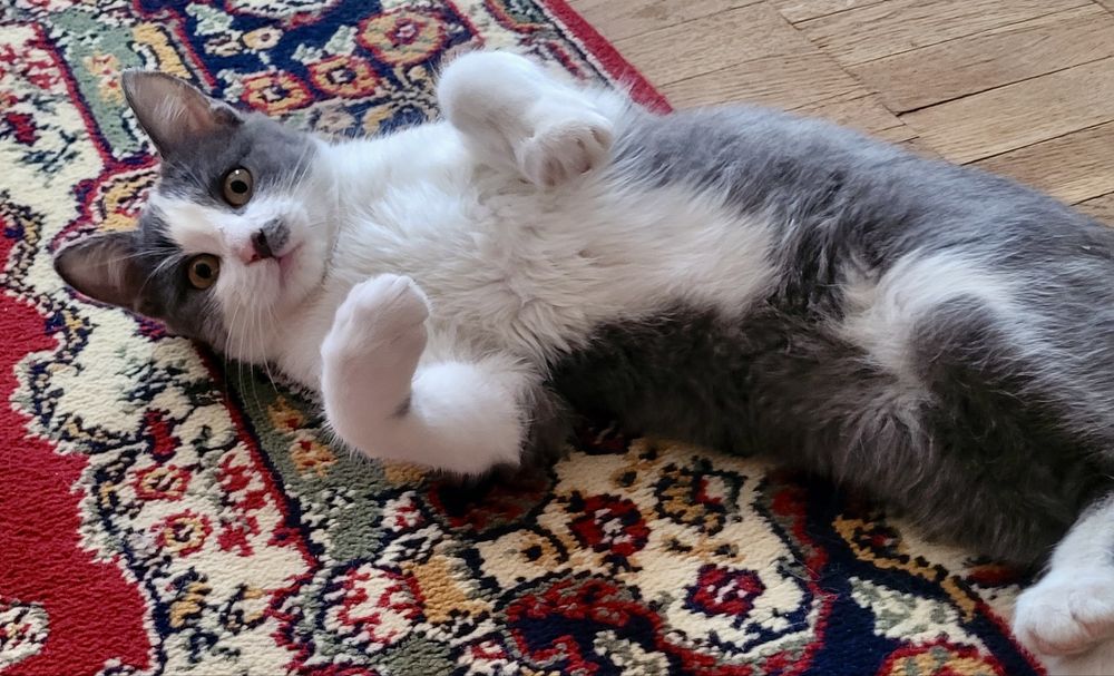 Хлопчик кошеня в добрі руки