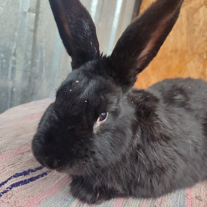 Продаємо кроленят вік від 1.5 міс