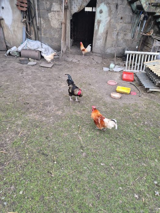 Młody kogut, ładnie ubarwiony