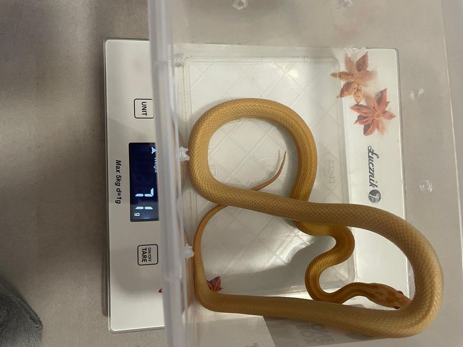 Wąż zbożowy, węże zbożowe samce i samice młode