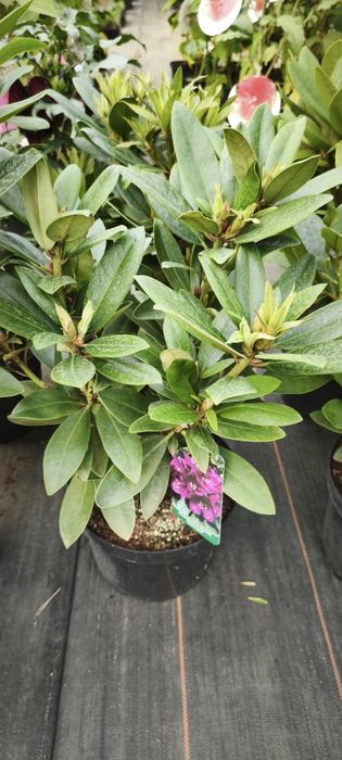 Rhododendron Różanecznik