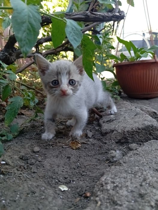 Кошеня шотландської кішки