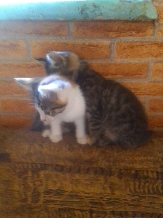 Кошенята  маленькі  3 міс,