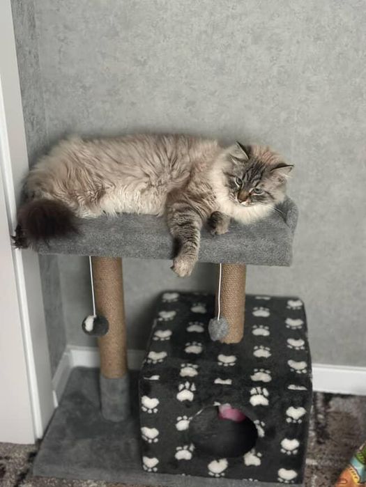 Будиночок для котика. Хатинка для кот