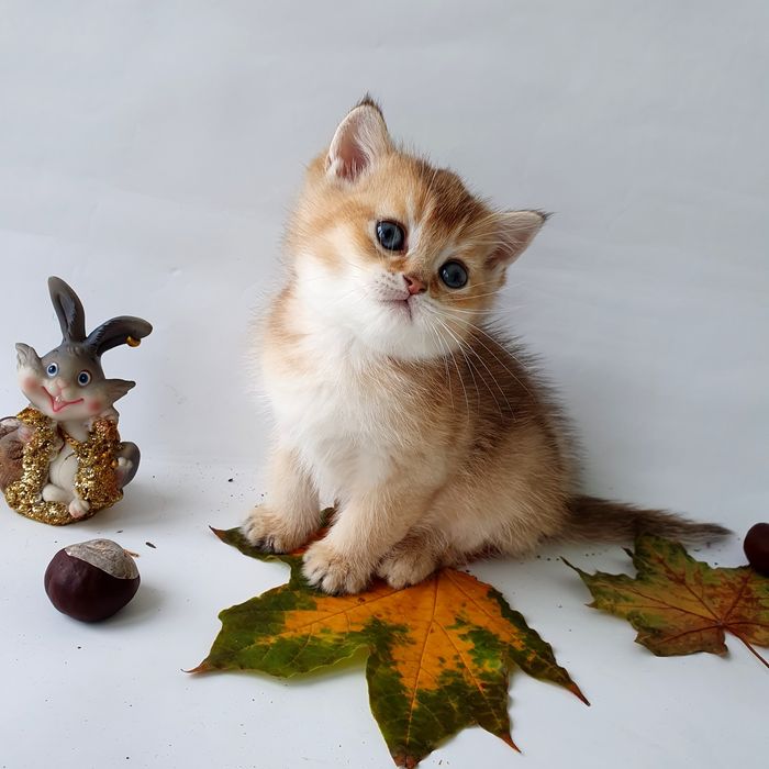 Британские котята, клубные котики, кошечки. Есть разные окрасы г. Киев