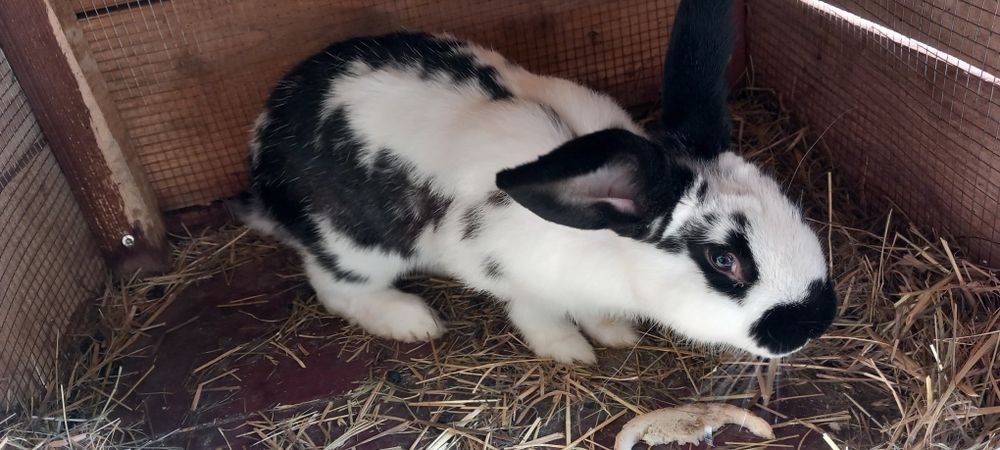 Kroliki samce i samice