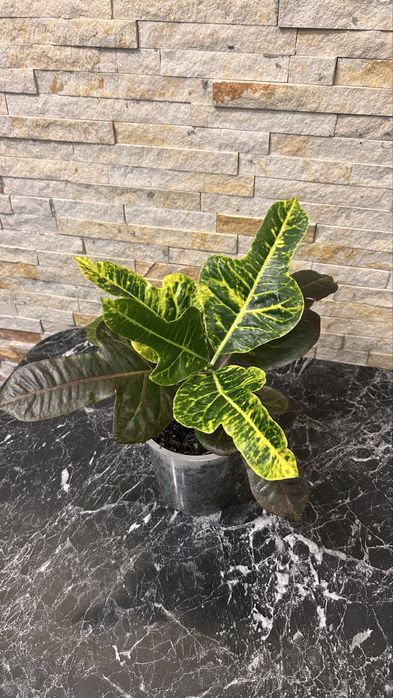 Кротон / Кодіеум