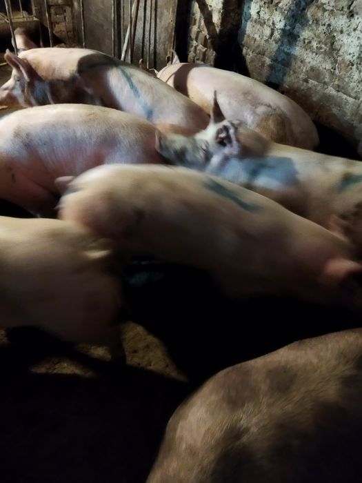 Продам свиней живою вагою