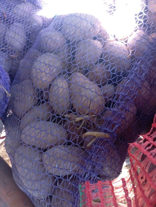 Продам насіння картоплі