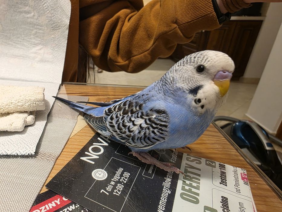 Papuga falista młoda