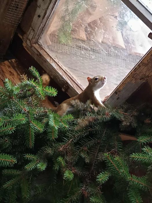 Wiewiórki Hudsona