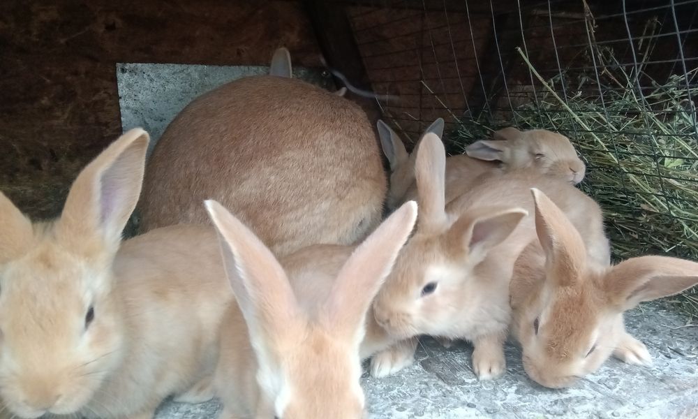 Кролики породи Бурундія, вік 2 місяці, провакциновані Гем 2