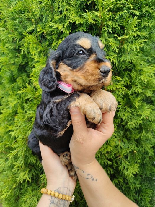 Piękna unikatowa sunia Cocker Spaniel z rodowodem