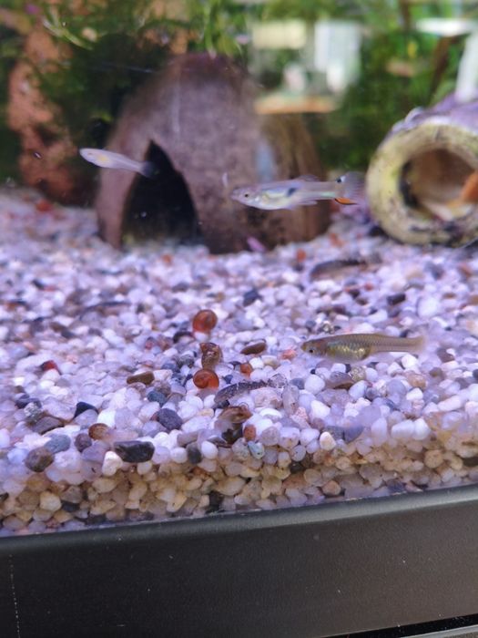 ślimak rozdętka na glony