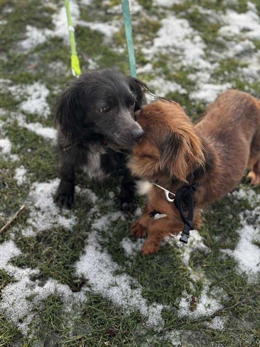 Mikro sunia potrzebuje domu adoptuj