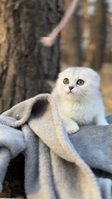 Гарна шотландська киця висловуха шотландка срібна срібляста